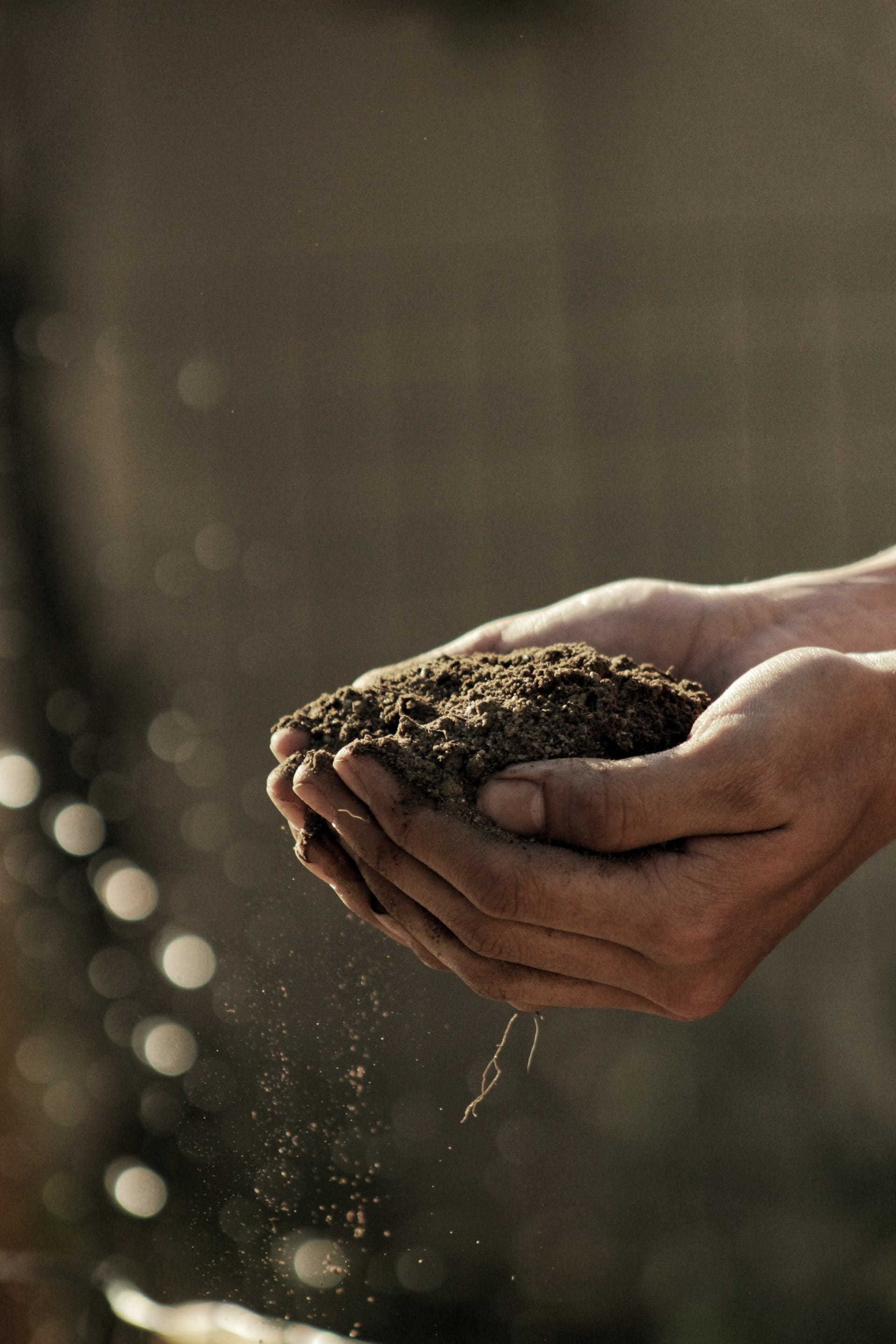 7 Effective Methods to Enhance Soil Quality
