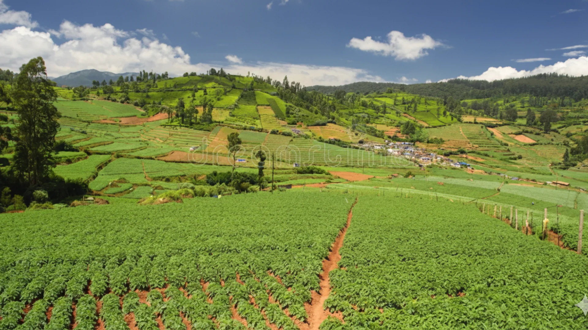 Discovering Agricultural Real Estate: Farm Land for Sale Near Hosur