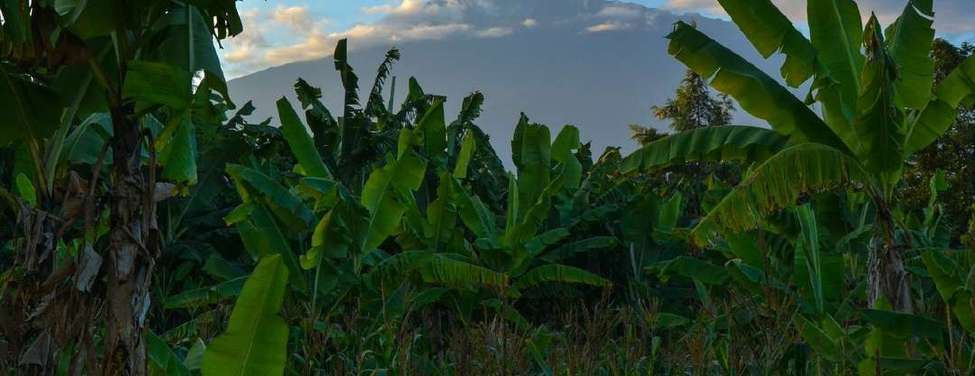 Illustrative banana planting in the farm layers