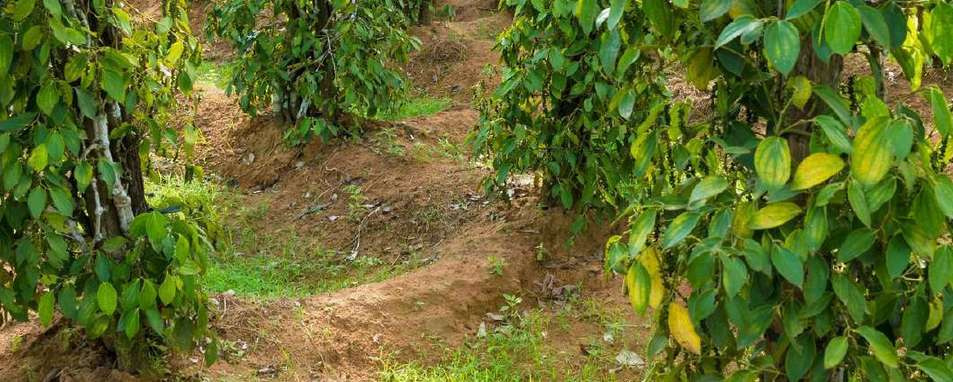 Illustrative pepper rows in the planting layers at Brindavan Estates