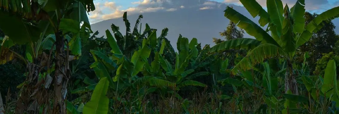 Brindavan farm planting and grove view