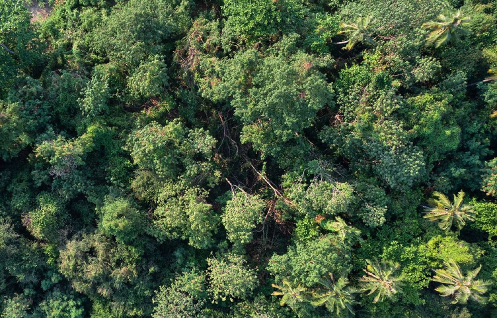 Lush organic farmland at Vriksha Farms community