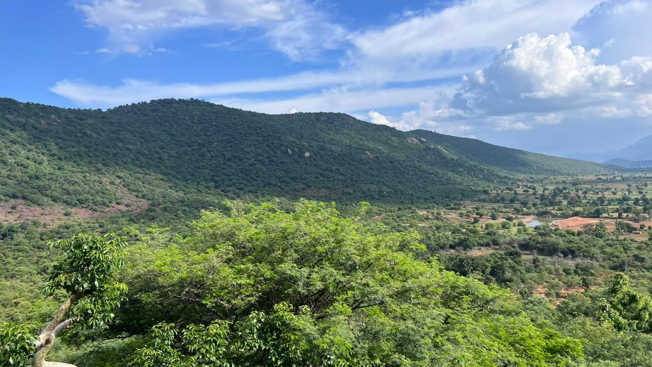 Sustainable agroforestry at Vriksha Farms organic community