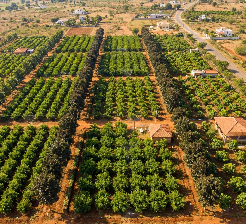 Aerial view of managed farmland near Thalli, Tamil Nadu with green crop rows