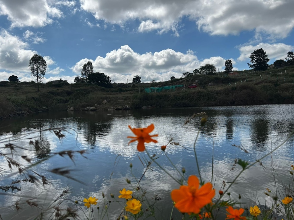 Hilltop Farm Retreat — natural lake with wildflowers at Agalakottai Village, Thalli, Dhenkanikottai