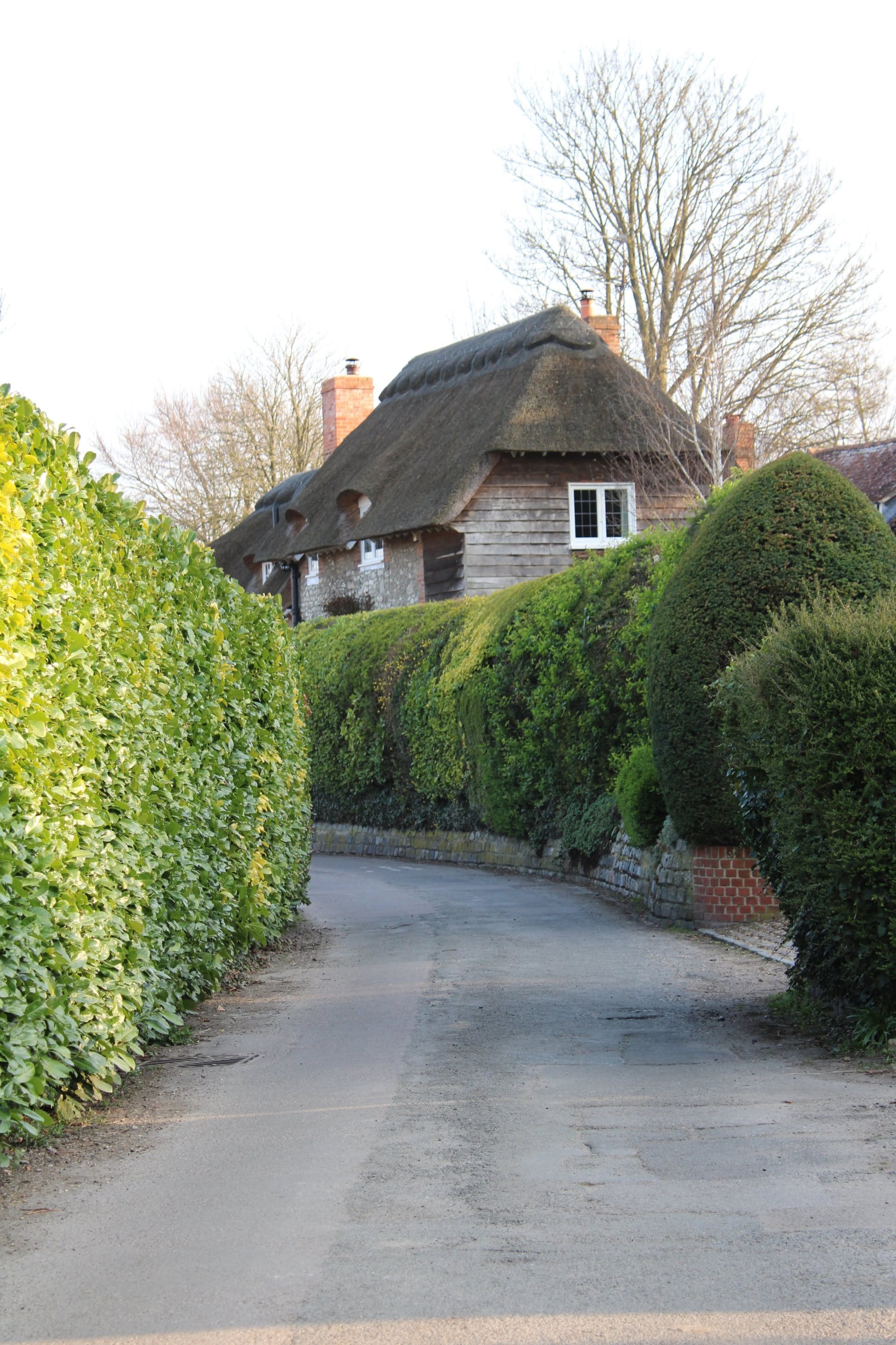 Planting a Hedgerow A StepbyStep Guide to Enhance Your Outdoor Space